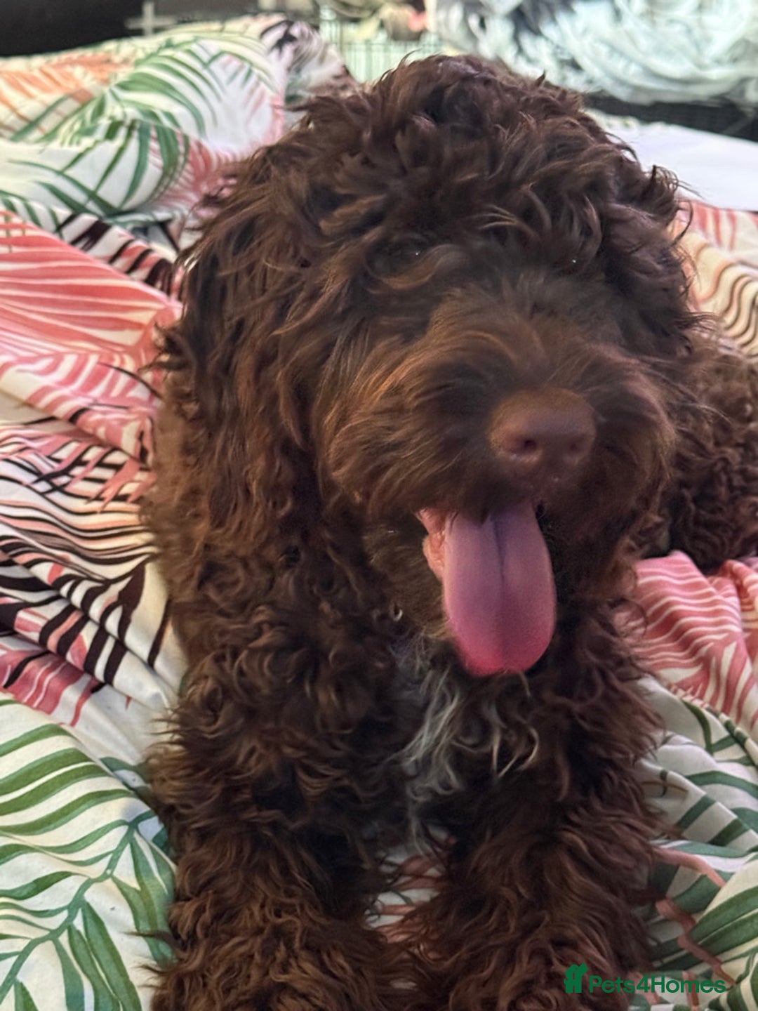 Cockapoo brown boy for sale in Chipping Norton | Pets4Homes