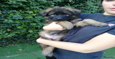 German Shepherd dogs - Advert 10