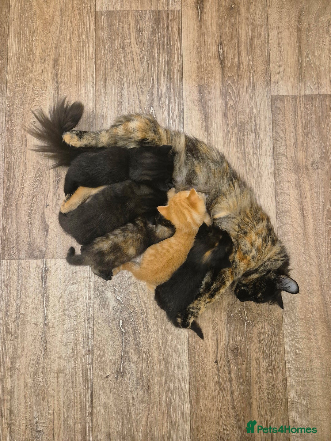 Mixed Breed cats for sale: 😺 VERY FRIENDLY KITTENS 😺 - Advert 25