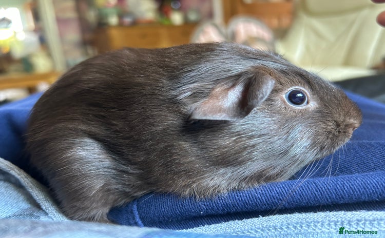Guinea Pig rodents - Advert 7