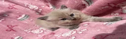 Ragdoll cats for sale: Beautiful mink & traditional ragdoll kittens  - Advert 12