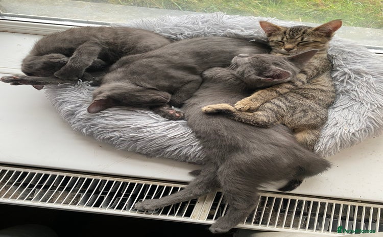 Maine Coon cats - Advert 4