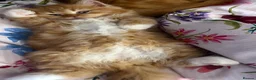 Scottish Fold cats for sale: Ginger Scottish fold kittens long hair - Advert 5