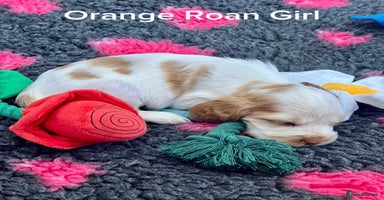 Cocker Spaniel dogs - Advert 1