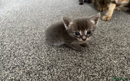 Bengal cats for sale: Russian Blue Bengal Kittens - Image 17