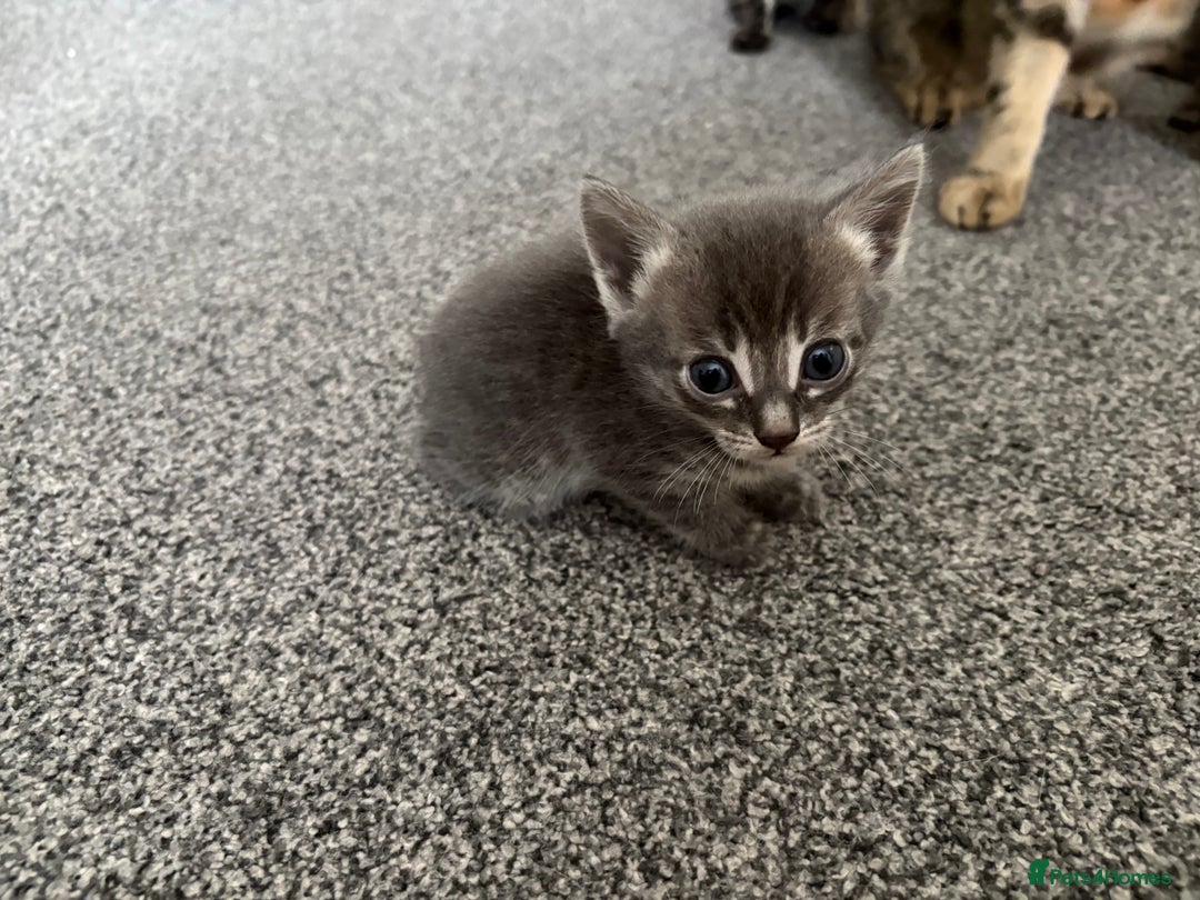Bengal cats for sale: Russian Blue Bengal Kittens - Image 17