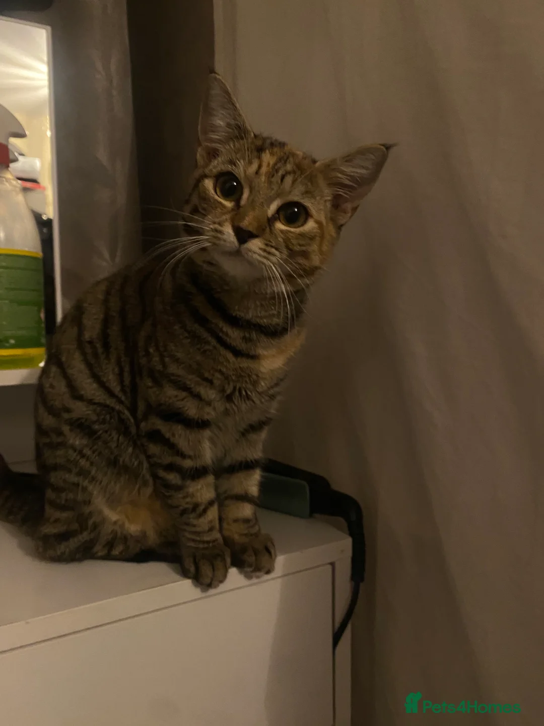 Mixed Breed cats for sale: 6 month old tabby girl looking for a good home  - Advert 2
