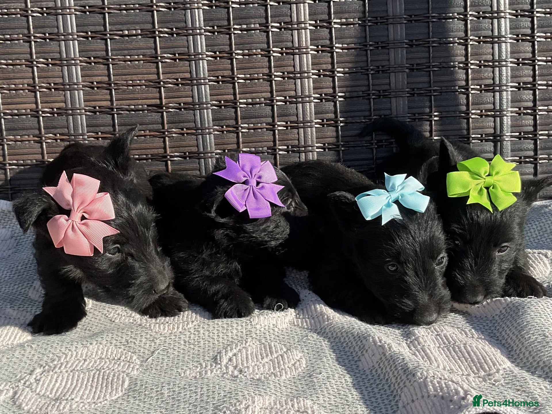 Scottish Terrier dogs Scottish Terrier Puppies  - Advert 5