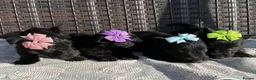 Scottish Terrier dogs for sale: Scottish Terrier Puppies  - Advert 1