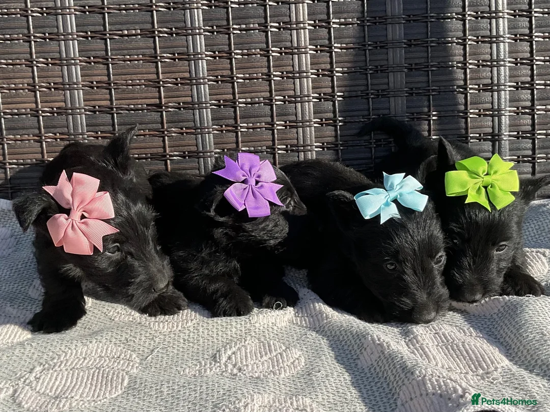 Scottish Terrier dogs for sale: Scottish Terrier Puppies  - Advert 1