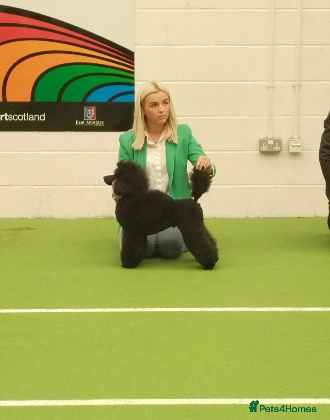 Miniature Poodle dogs for stud: Lorayla's Isadora's legacy - Advert 2