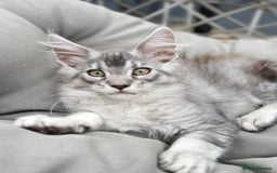 Maine Coon cats for sale: Perfect Maine Coons - Image 10
