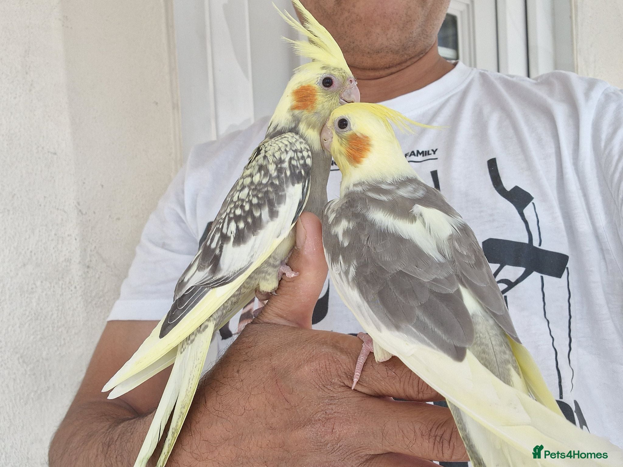 Cockatiels birds Super silly tamed baby cockatiels  - Advert 16
