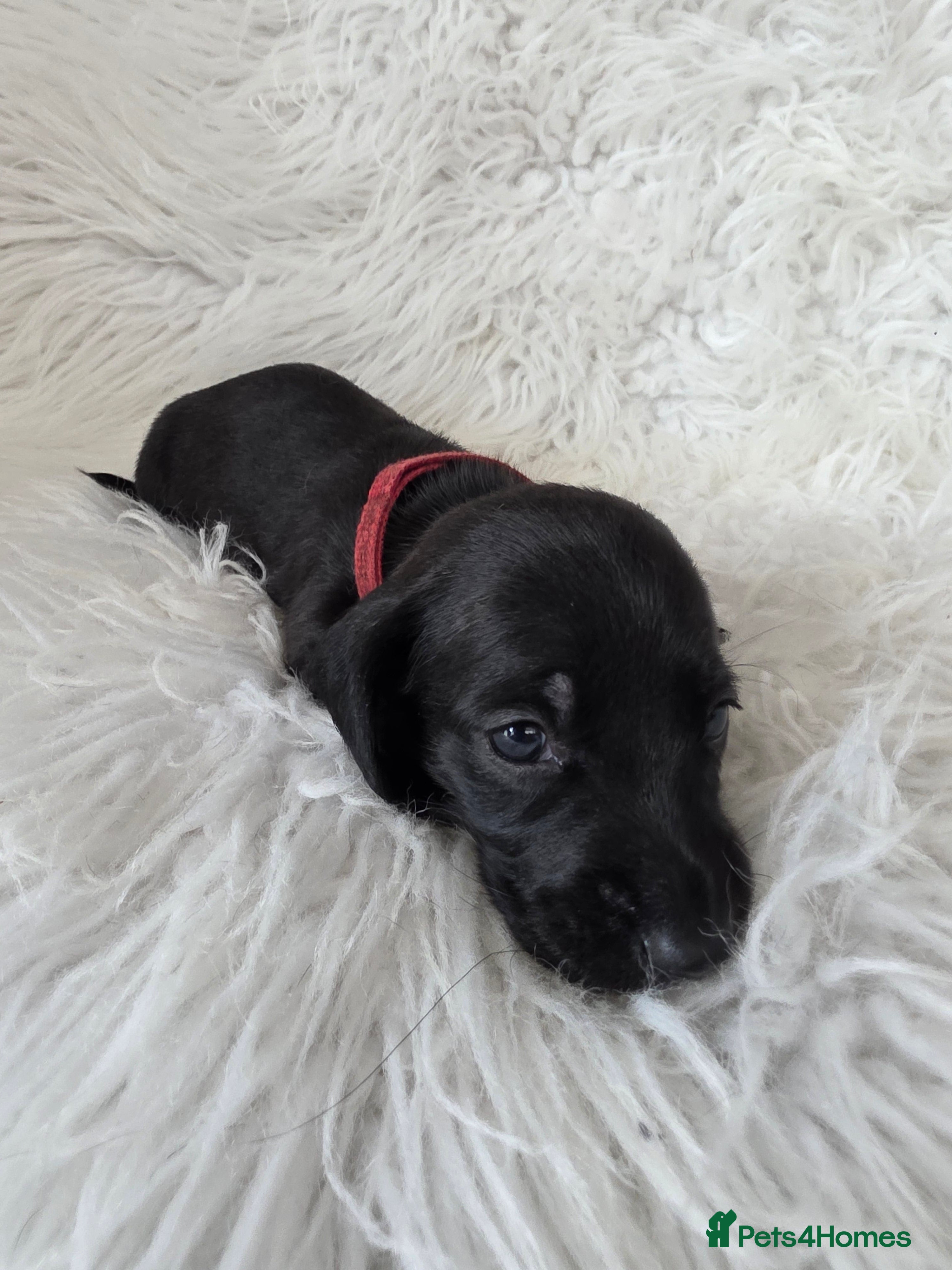 Miniature Dachshund dogs KC reg, solid Black puppies  - Advert 2