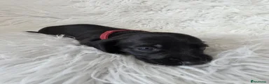 Miniature Dachshund 5