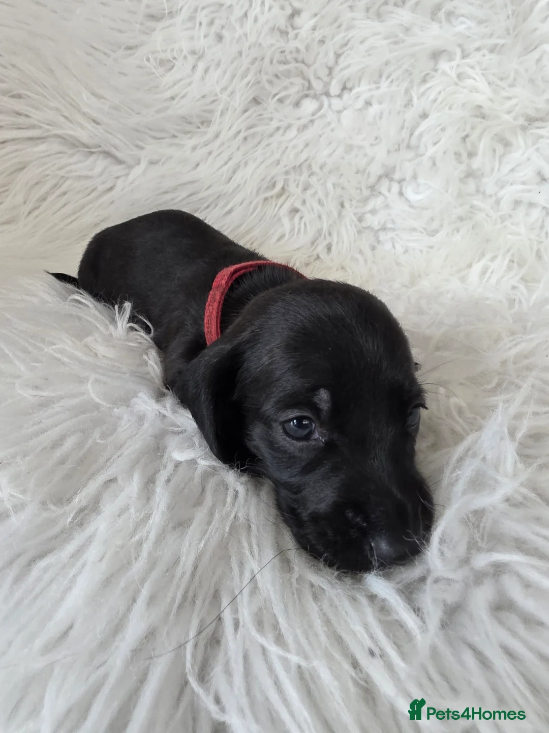 Miniature Dachshund dogs for sale: KC reg, 5* Breeder. BOYS ONLY  - Advert 18