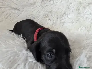Miniature Dachshund dogs KC reg, solid Black puppies - Advert 2