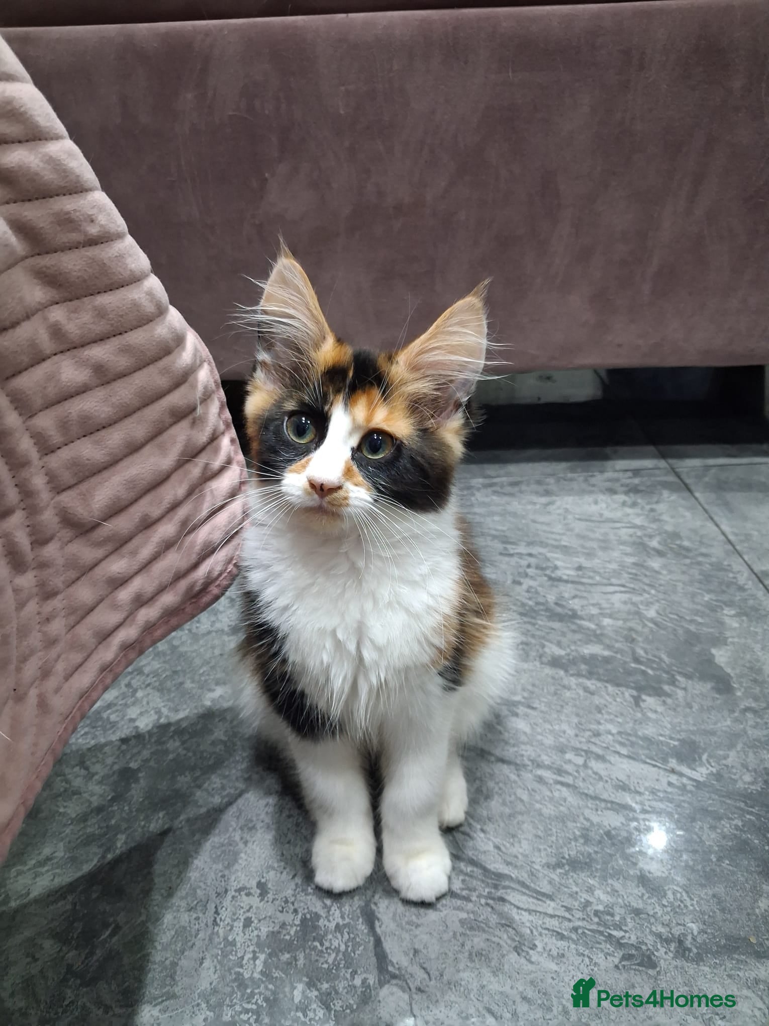 Maine Coon cats Maine Coon Kittens  - Advert 2