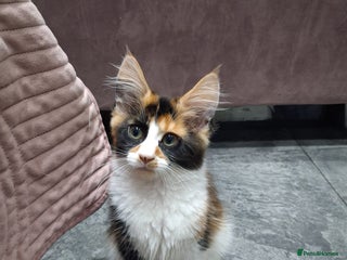 Maine Coon cats Maine Coon Kittens - Advert 2