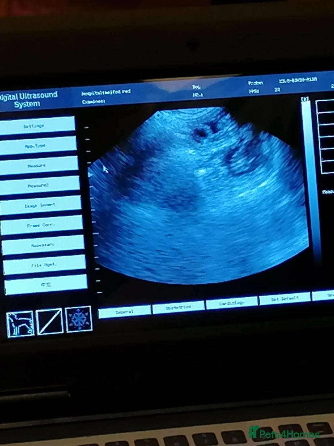 Biewer Terrier dogs for sale: Beautiful Biewer Terrier Pups - Image 6