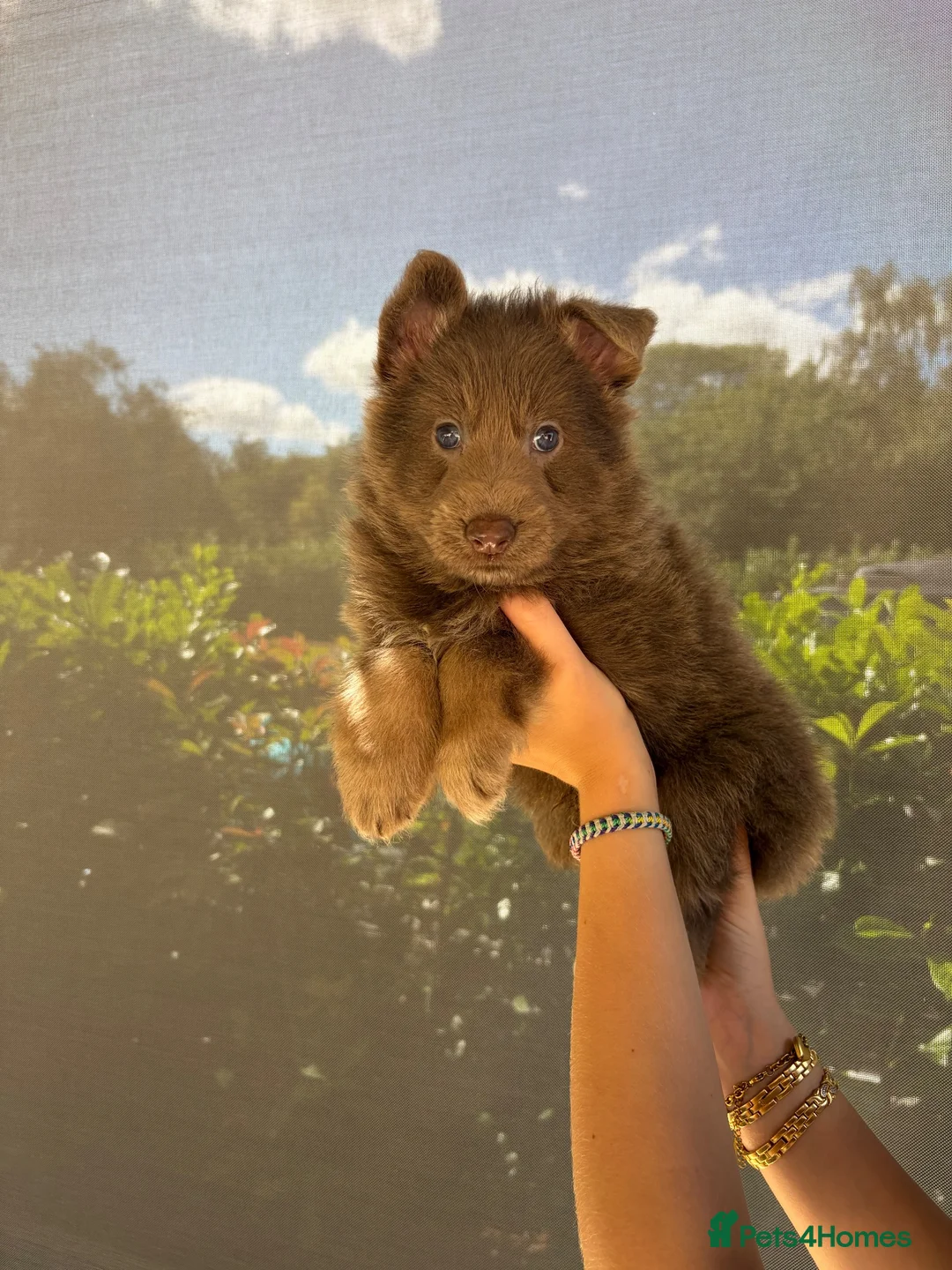 German Shepherd dogs for sale: 6 beautiful male German shepherd puppies for sale  - Advert 7