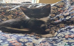 Mixed Breed cats for sale: Beautiful kittens - Advert 6