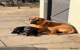 Bullmastiff dogs for stud: Bullmastiff for Stud - Image 4