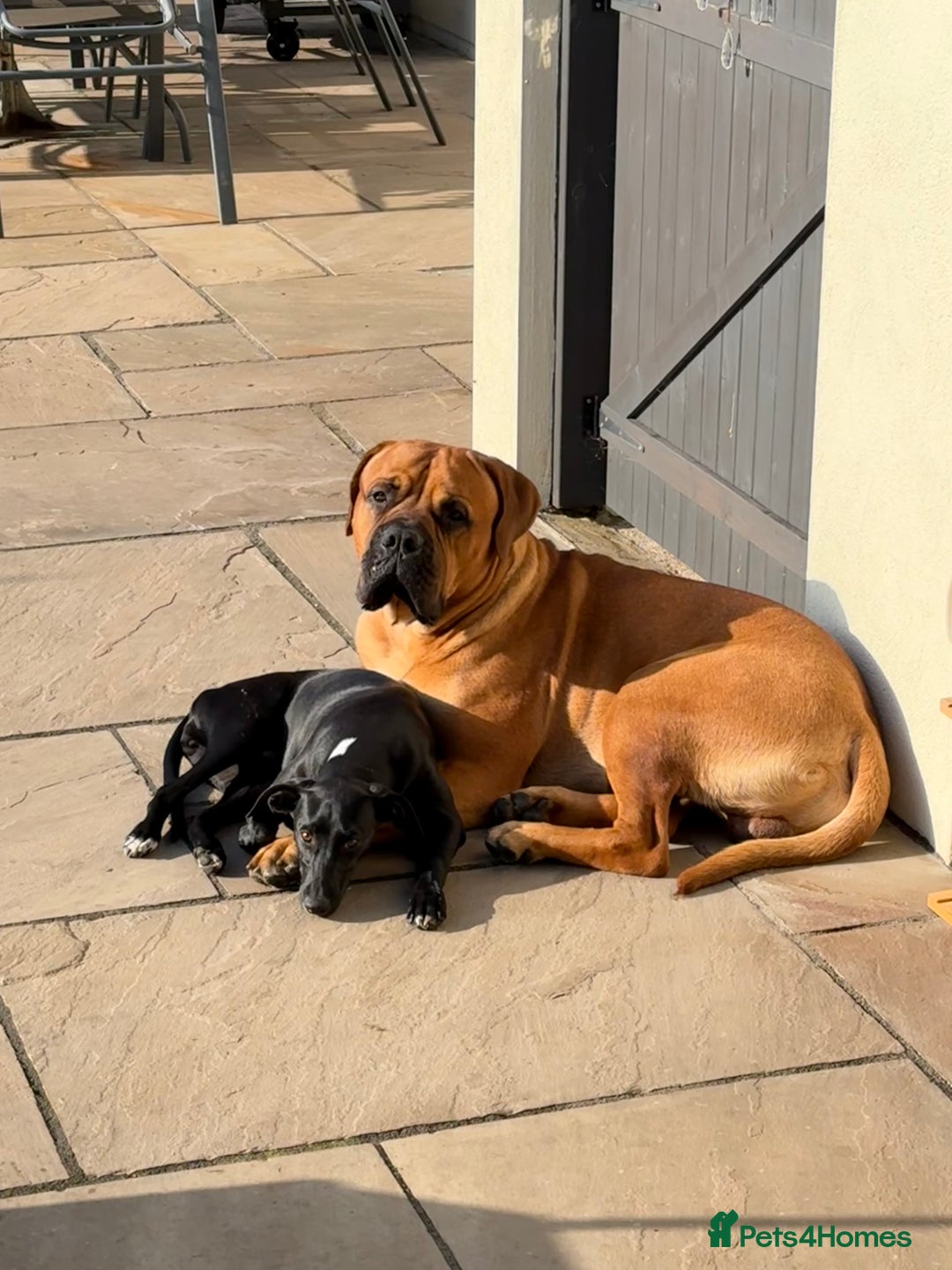 Bullmastiff dogs for stud: Bullmastiff for Stud - Image 4