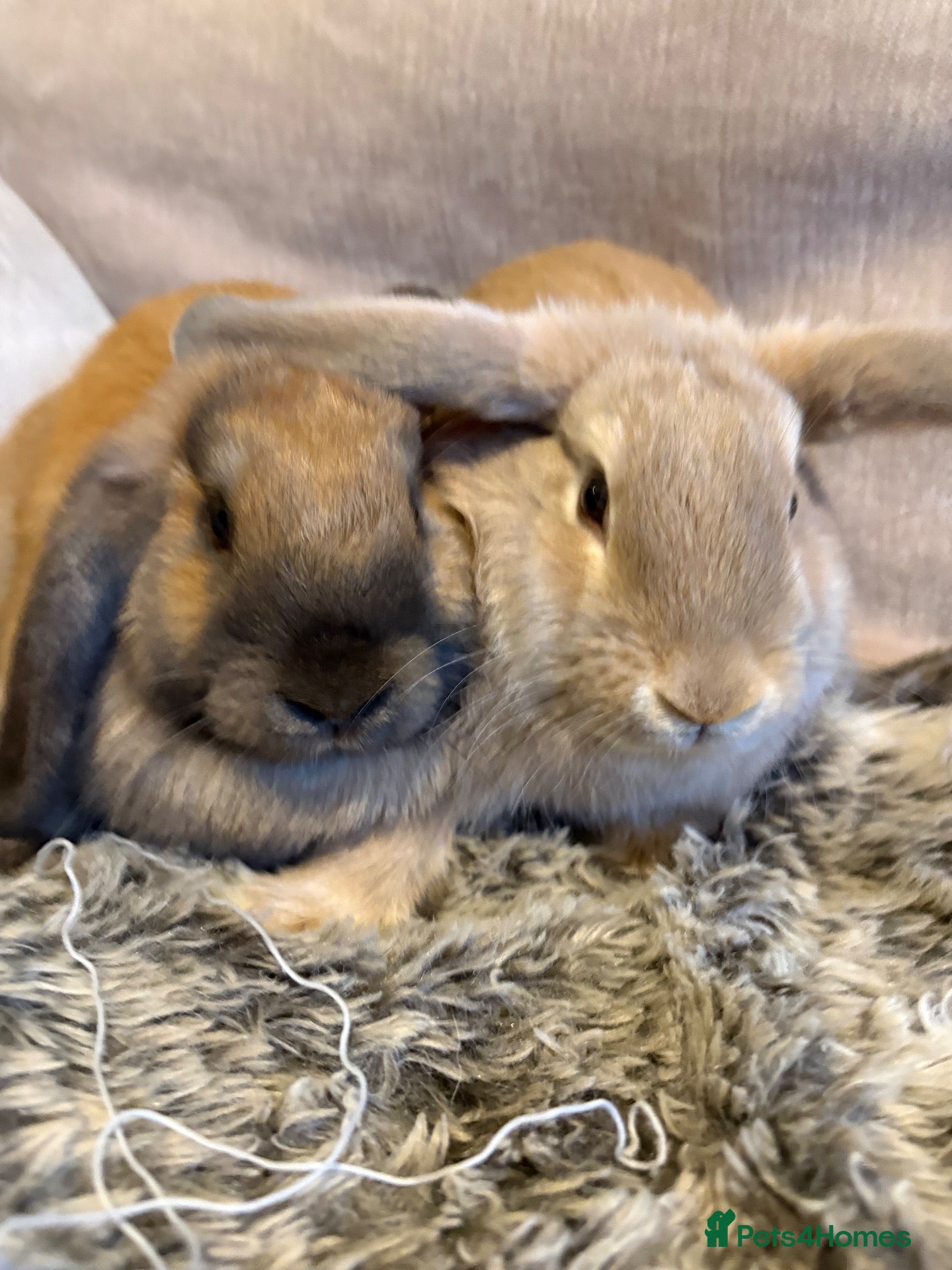 Mini Lop rabbits Beautiful Mini Lop Baby Rabbits🐇❤️ - Advert 1