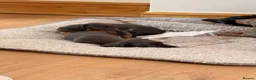 Miniature Dachshund dogs for sale: 2 blue male miniature dachshunds - Advert 9