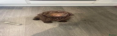 Cockapoo 2