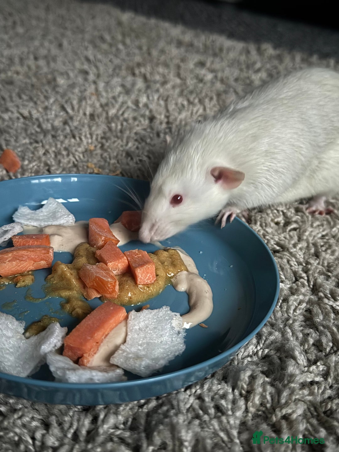 Rat rodents for sale: 4 male rats looking for new home - Advert 5