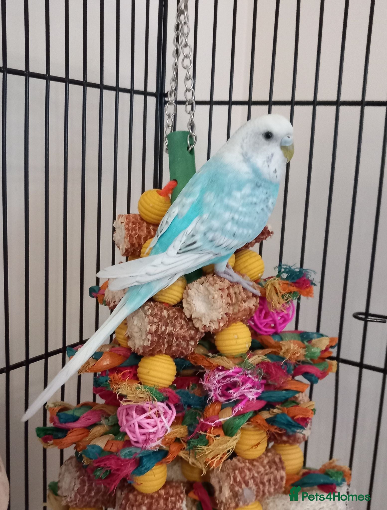 Budgerigars birds Pair of Budgies for sale !  - Advert 2