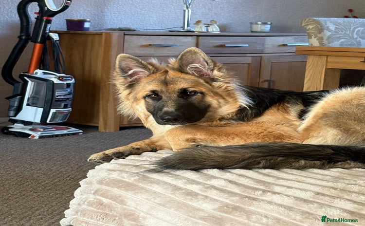 German Shepherd dogs - Advert 1