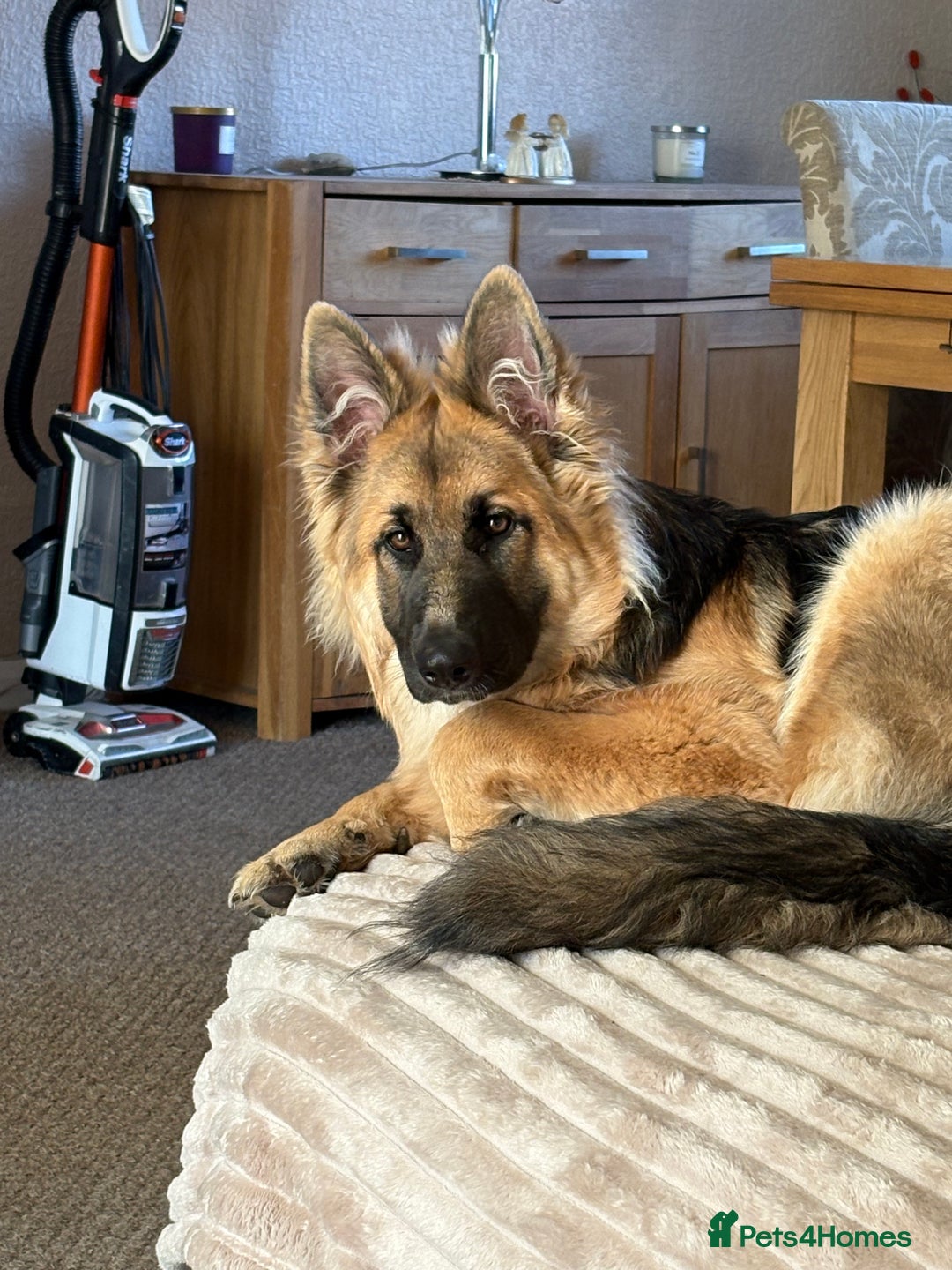 German Shepherd dogs for sale: German Shepard bitch - Image 1