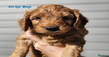 Mixed Breed dogs - Advert 13