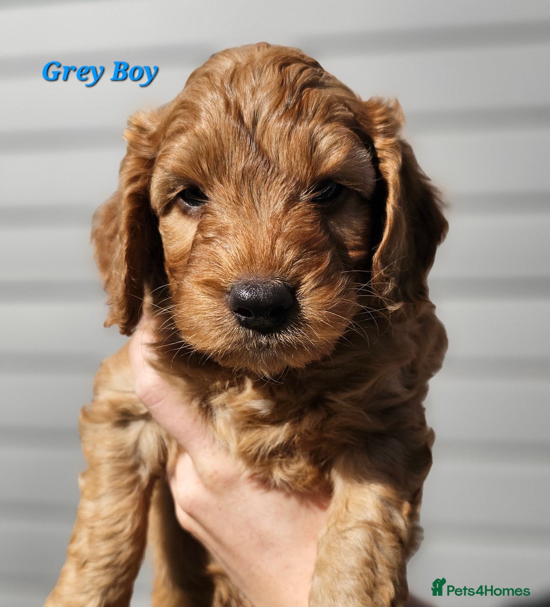 Mixed Breed dogs for sale: F2 Cockapoo's  - Image 2
