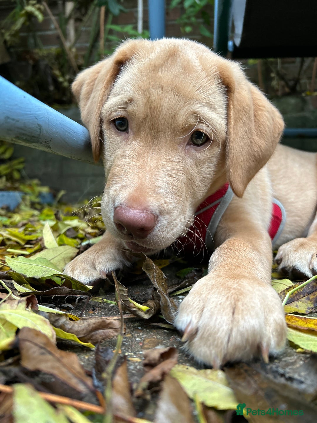 Labrador Retriever dogs for sale: PUPPY BOY LOOKING FOR FOREVER HOME   - Advert 22