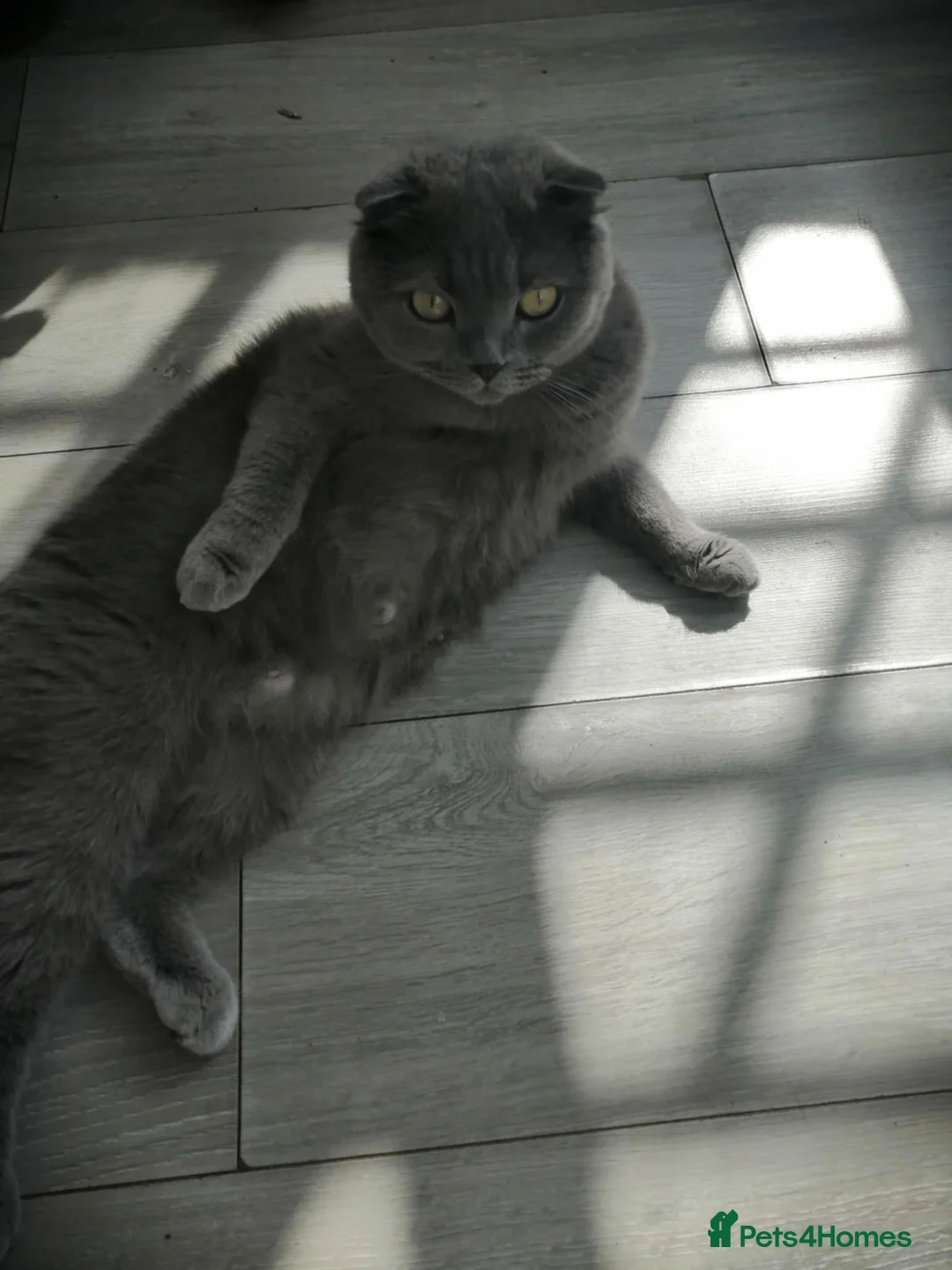 Scottish Fold cats for sale: Scottish fold boys - Advert 2