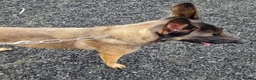 Belgian Shepherd Dog dogs for adoption: HALLIE - Advert 1