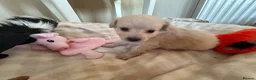 Mixed Breed dogs for sale: Pomapoos  - Advert 9