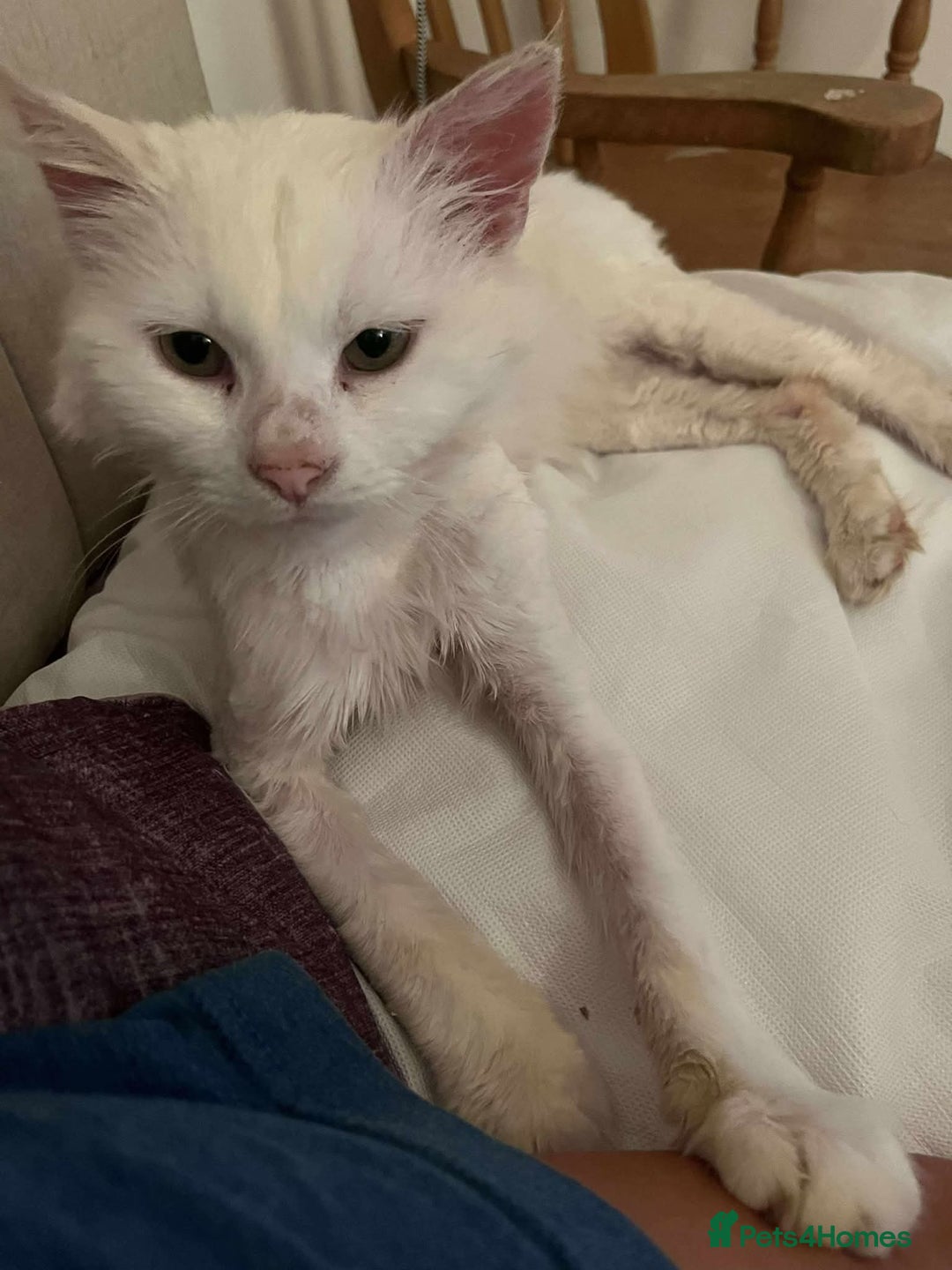 Mixed Breed cats for adoption: 🍀Monty🍀 for adoption, fostered in FLEET - Image 7
