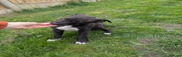 Lurcher dogs for sale: Female bull lurcher pup  - Advert 4