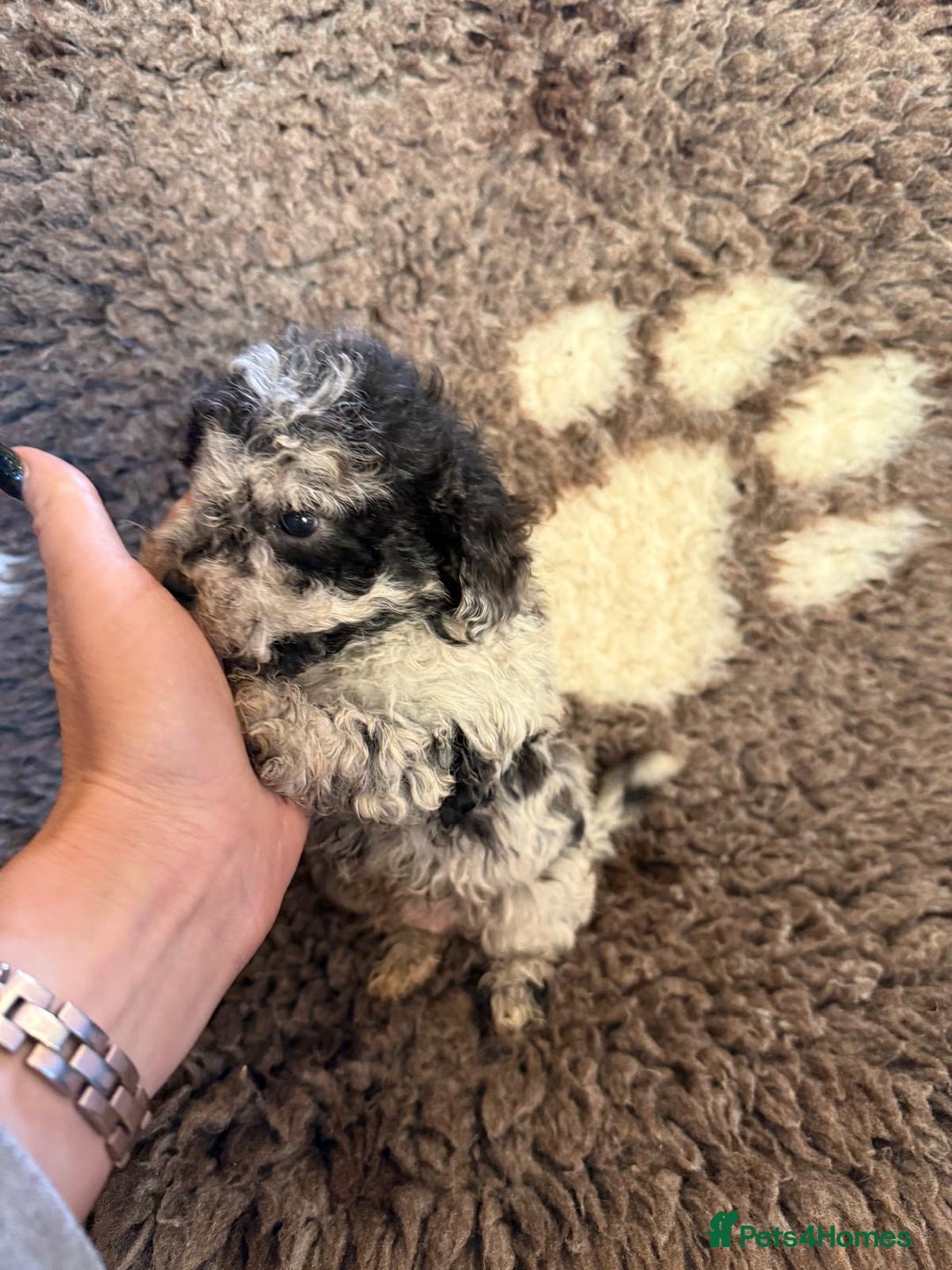 Toy Poodle dogs for sale: Exquisite Toy Poodle pups - Health tested parents - Advert 27