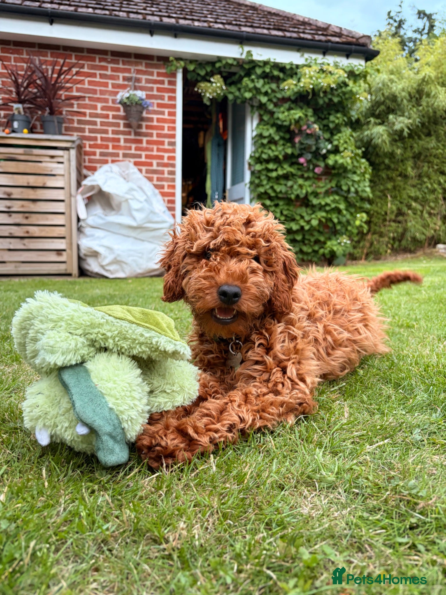 Cockapoo dogs 🐾Angus🐾 - Advert 1