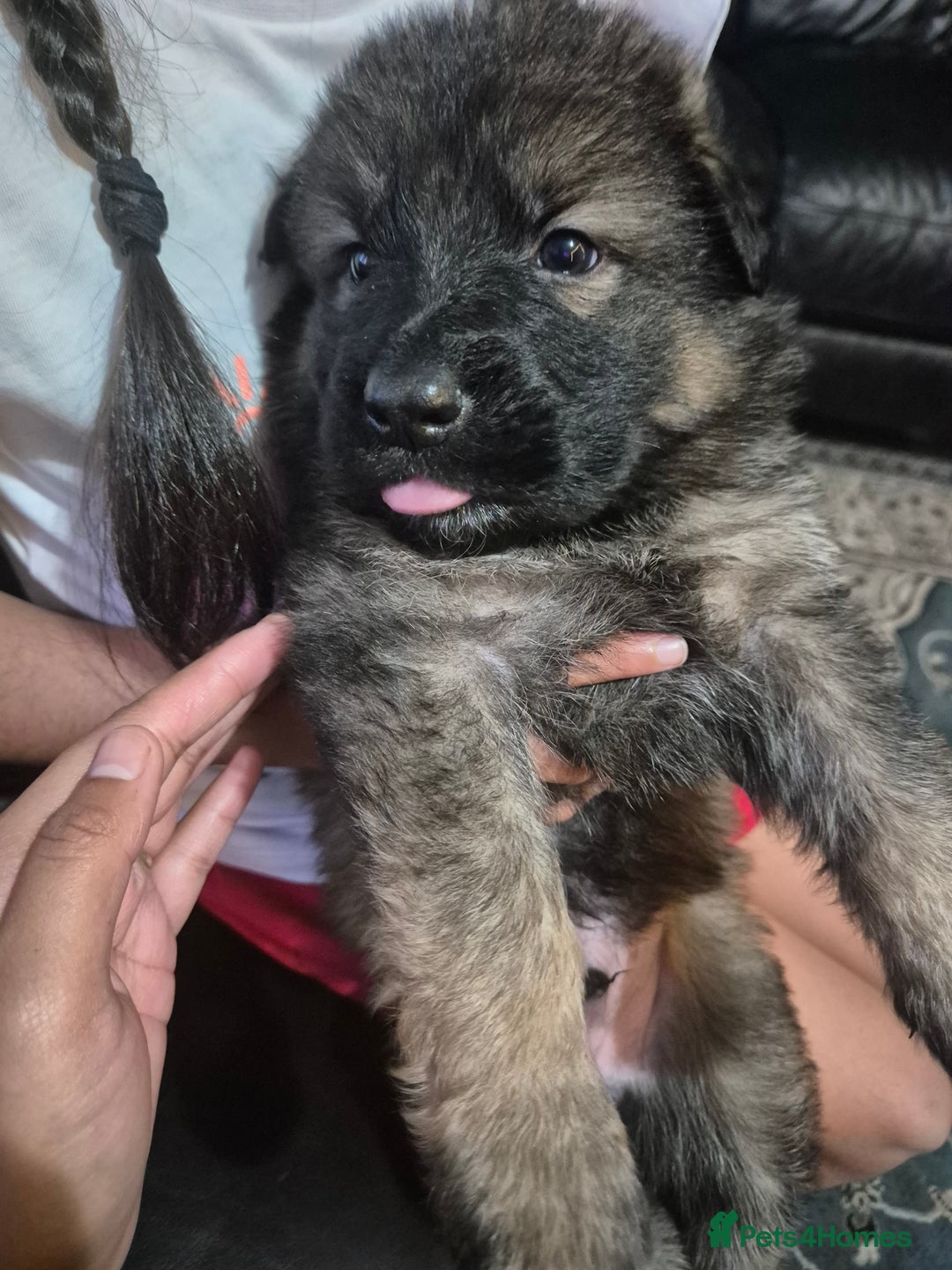 German Shepherd dogs for sale: German shepherd puppies - Advert 3