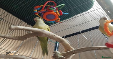 Parrots birds - Advert 16