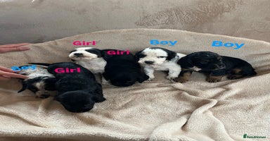 Cocker Spaniel dogs - Advert 13