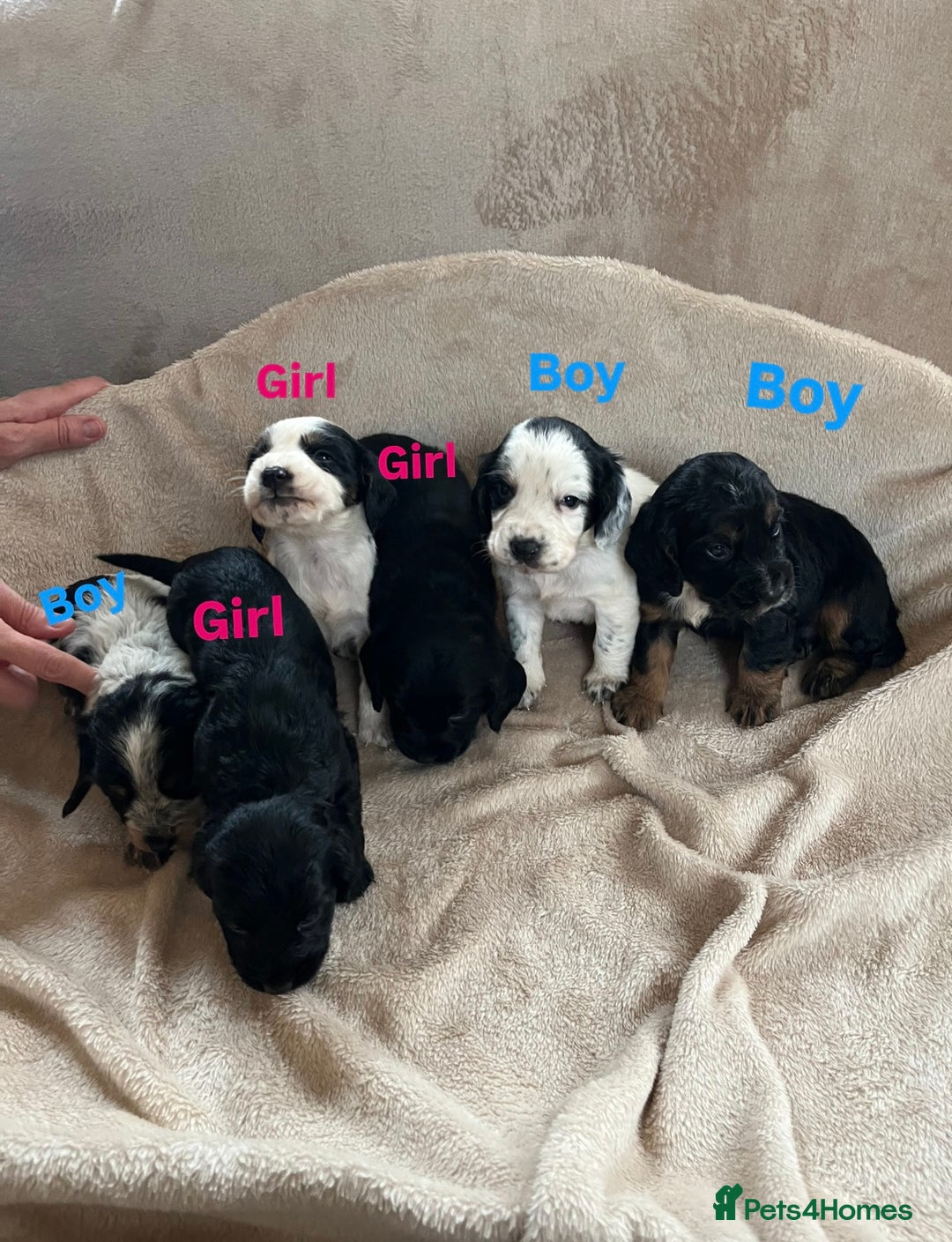 Cocker Spaniel dogs for sale: Cocker spaniel puppies for sale 🤩🐶 - Image 2