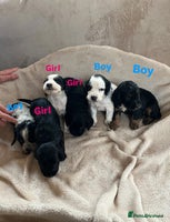 Cocker Spaniel dogs - Advert 3